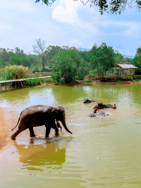 Khao Lak Eco-Safari: Elephants, Tsunami Museum, and Turtles