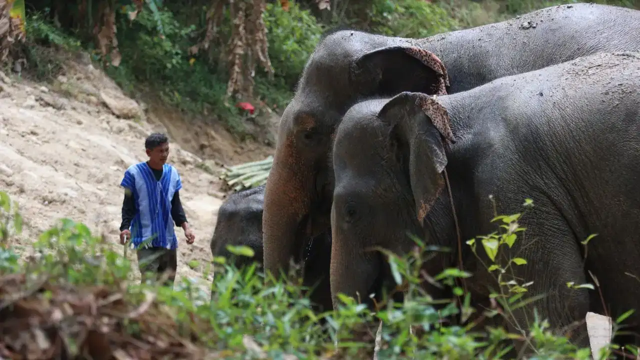 2 Hours — Ethical Elephant Experience
