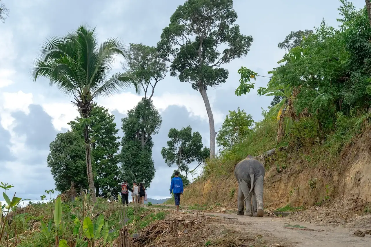 Meet Our Elephant Family
