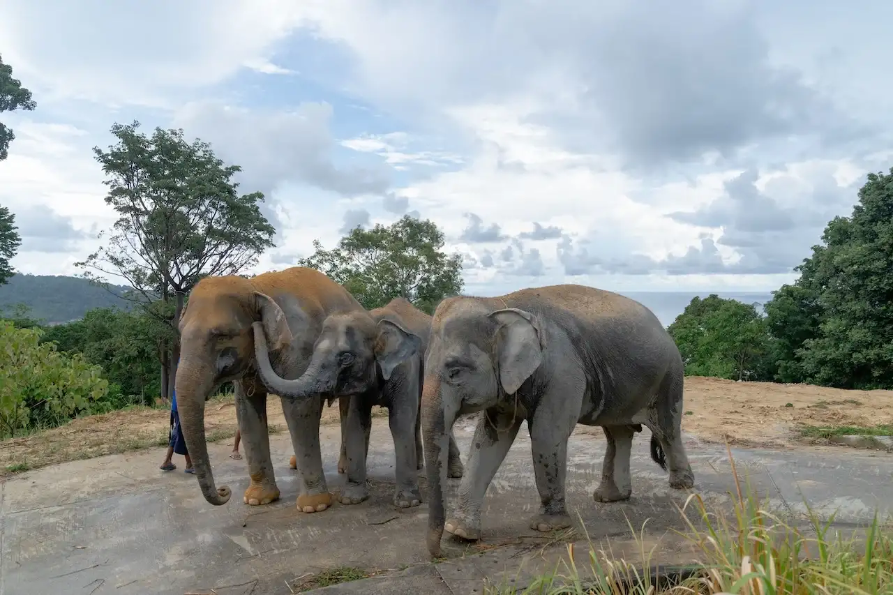 Ethical Elephant Experience