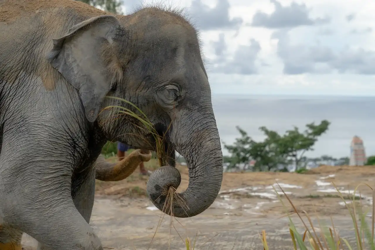 Elephant View