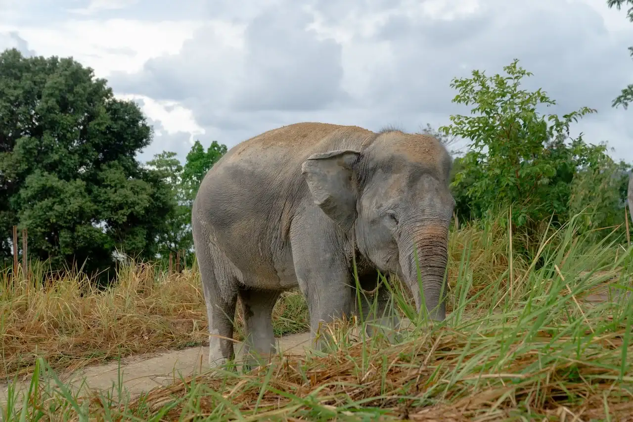 Elephant