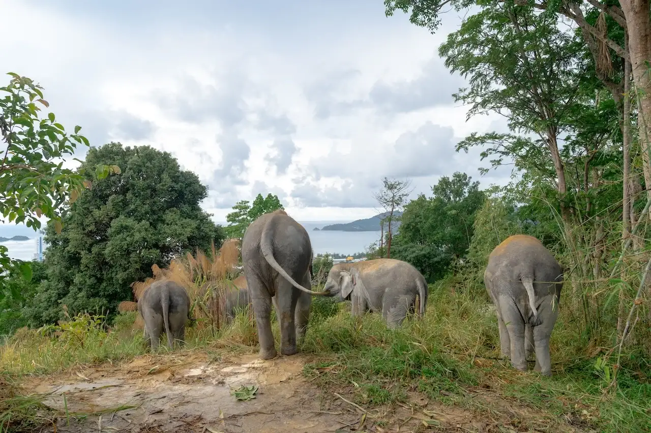 Elephant Education