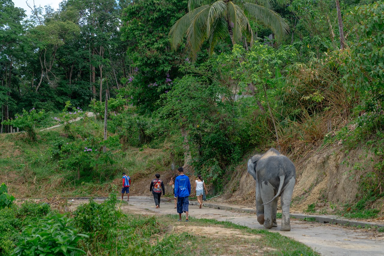Forest walk with elephants