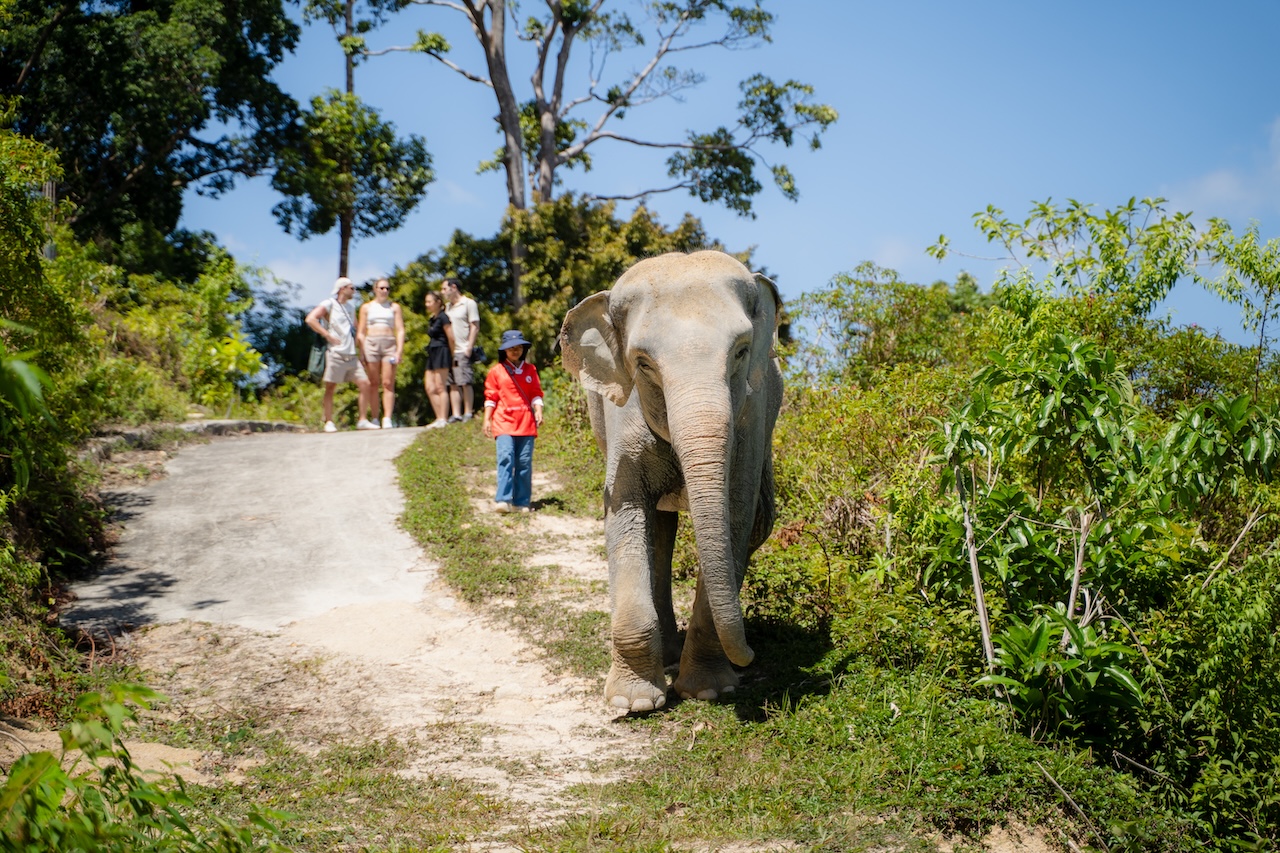 Walk & Learn: Stroll beside elephants and discover their natural behaviors