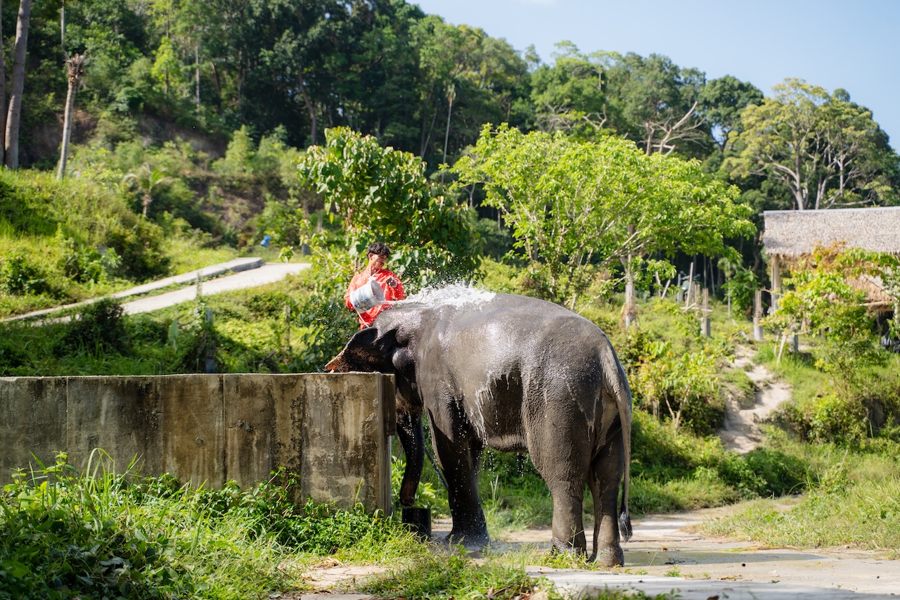 Ethical Elephant Encounter: Meet rescued elephants and learn their unique stories