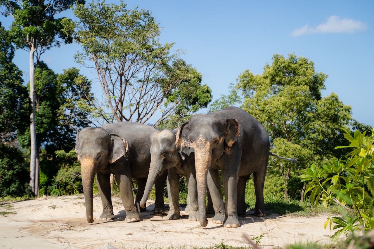 Only Elephant Activities