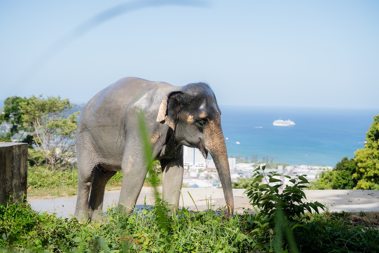 Every visit supports elephant care, forest conservation, and sustainable local jobs