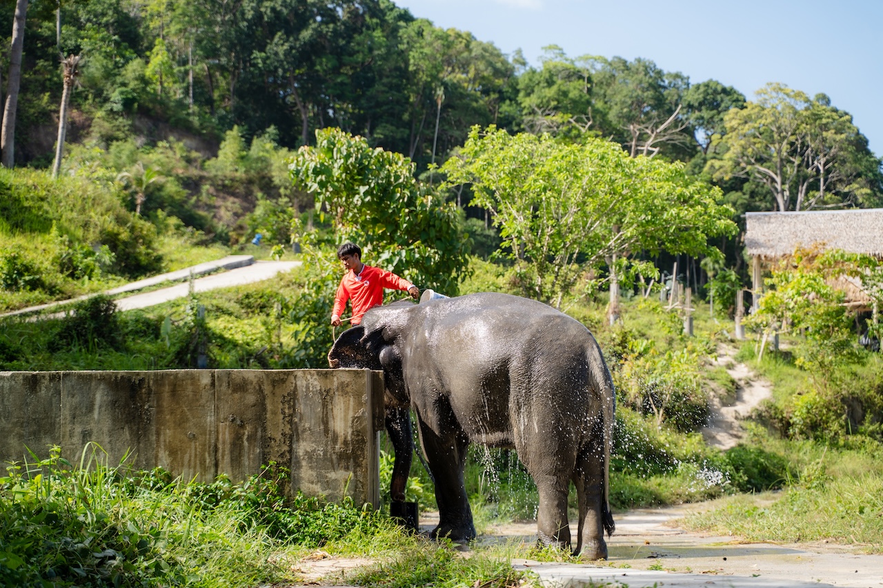 Every visit supports elephant care, forest conservation, and sustainable local jobs