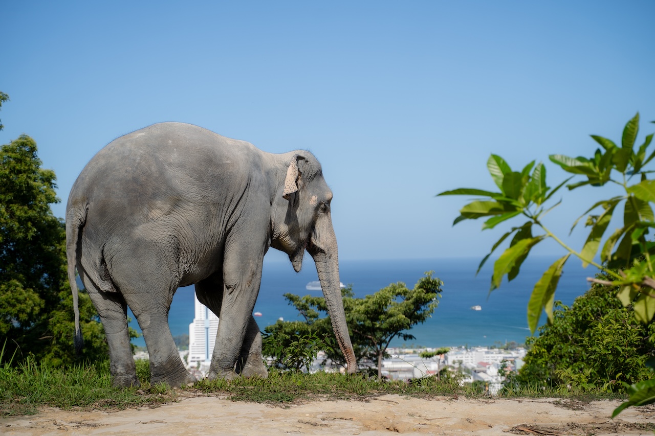 Phuket. Ethical elephant sanctuary: no riding, no shows, no bathing.