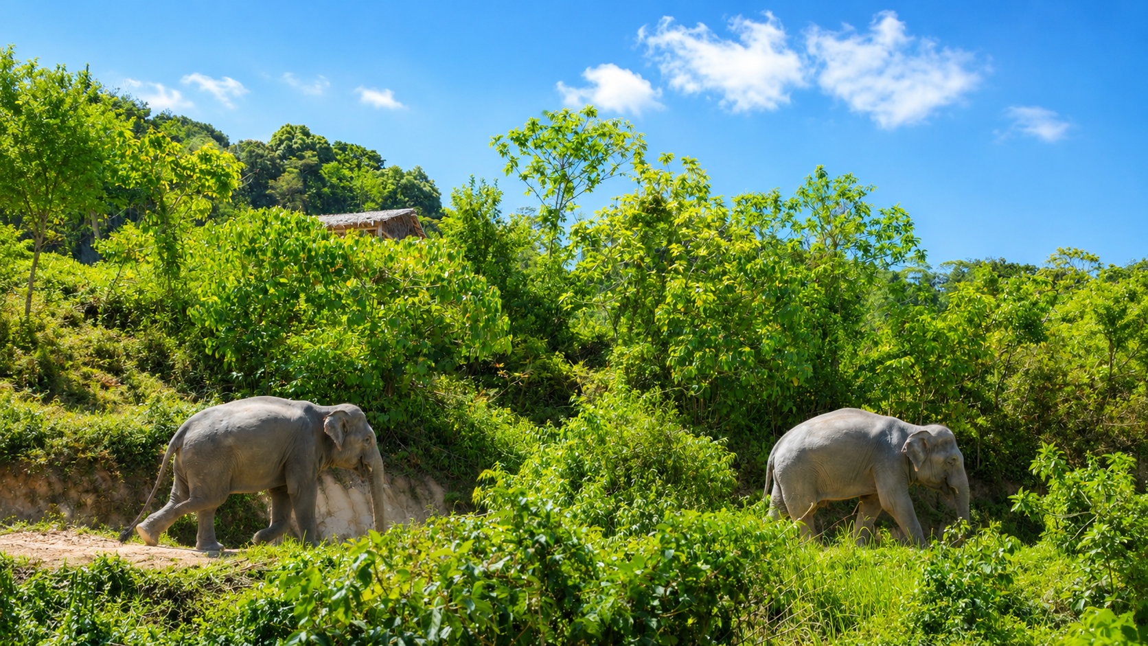 Small group of guests learning about elephants respectfully with a keeper at Hill Tribe Elephant Village in Patong, Phuket